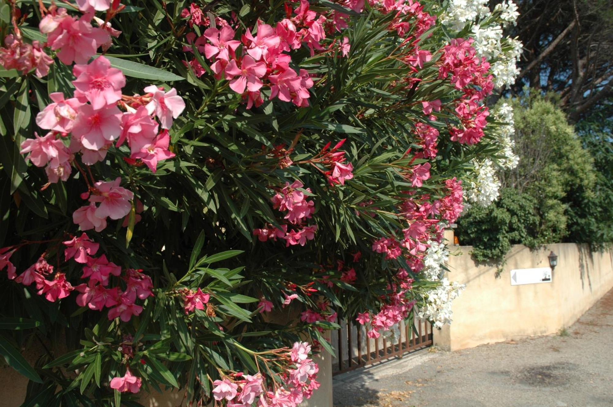 Apartmán La Vigne Et L'Olivier Villeneuve-lès-Avignon Exteriér fotografie